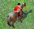 Horse Jumping Online Game
