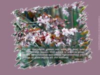 Christian Wallpaper: "Signs of Spring"